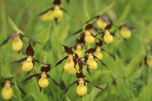 Yellow lady's slipper flowers (Cypripedium calceolus) with elegant shapes and green foliage in a