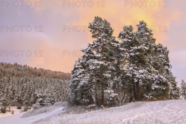 Snowy pine trees in a winter landscape at sunset under a pink-orange sky, Upper Danube nature park