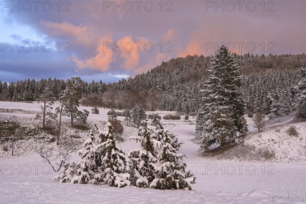Snowy landscape at sunset with covered trees and pastel-coloured sky, Upper Danube nature park