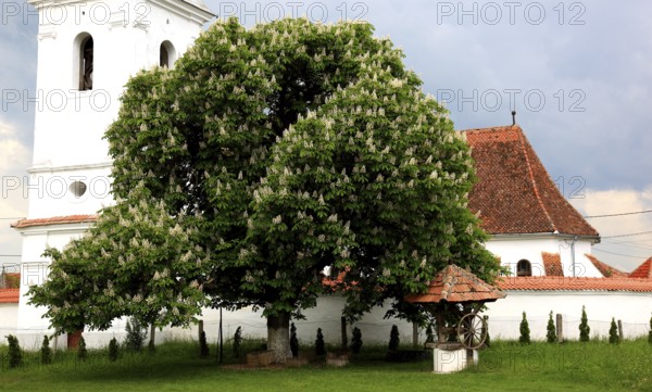 The Reformed Church in Lisznyo, Lisnau, with a blossoming chestnut tree in front, a historic