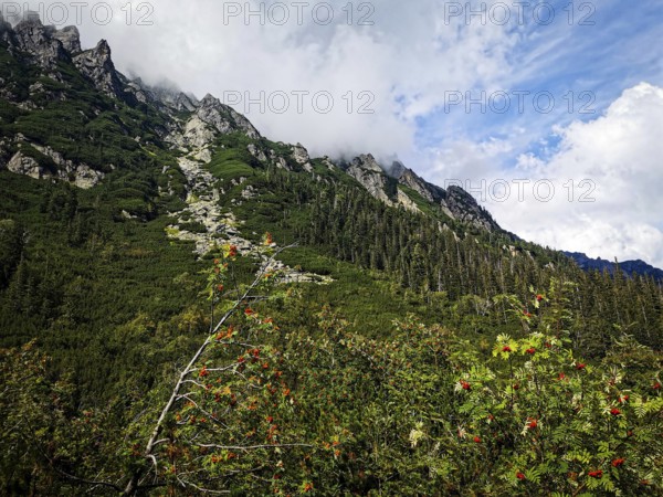 Lush mountain landscape with green trees against a blue, cloudy sky, hiking in the High Tatras