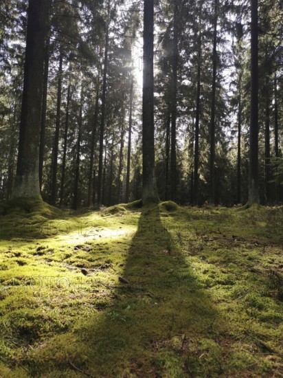 Light falls through tall trees and casts shadows on the moss-covered forest floor, hiking in the