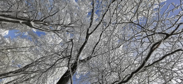 Snow-covered branches and clear sky in a cold winter landscape, hiking in the Frankenwald nature