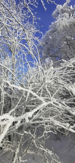 Snowy branches against a bright blue, clear winter sky, hiking in the Frankenwald nature park Park,