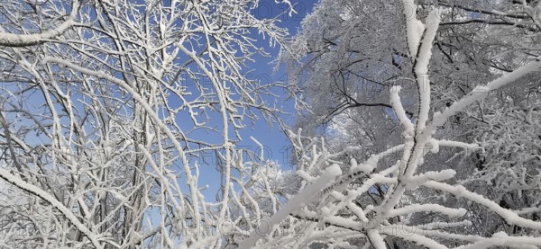 Snowy branches stretch out into the blue sky in a wintry scene, hiking in the Frankenwald nature