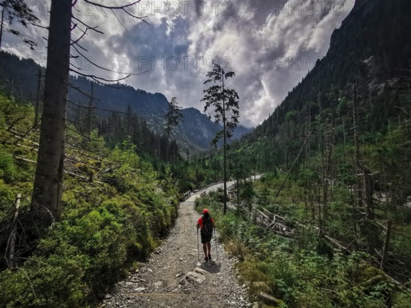 A hiker on a forest path surrounded by lush green fallen spruces (picea), climate change under a