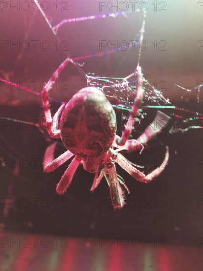 Close-up of a cross spider (araneus) in its web with pink and red light effects on a dark