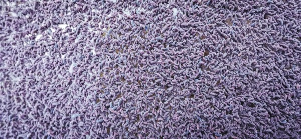 Close-up of a huge group of springtails (Poduromorpha) in a puddle in the forest, hiking in the