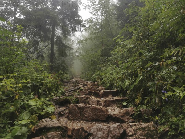 Rough, rocky path in foggy forest surrounded by lush greenery and nature, Zakopane, hiking to