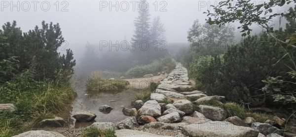 Stone trail leads through foggy, wooded landscape with water, Zakopane, hiking to Kasprowy Wierch