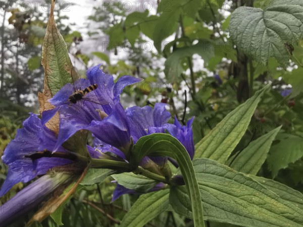 Purple flowers with a hoverfly (syrphidae) surrounded by green foliage in a lively natural