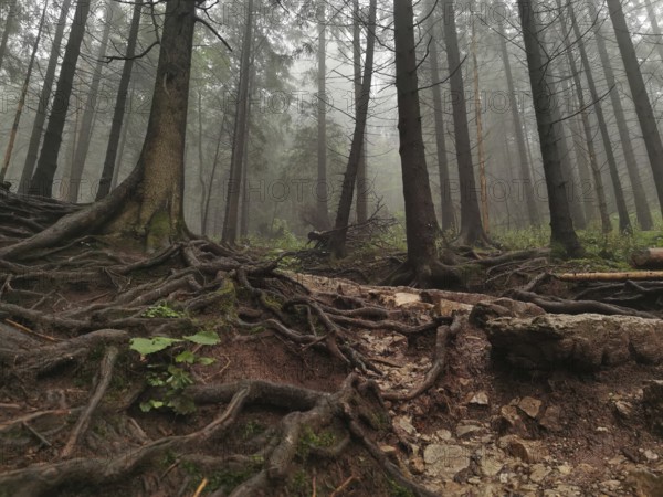 Forest with exposed roots and misty, mystical atmosphere, Zakopane, hiking to Kasprowy Wierch in