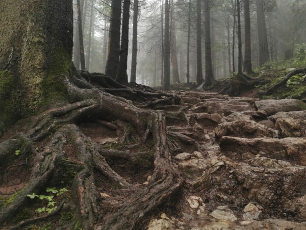 Trails with roots in the mystical foggy forest, Zakopane, hiking to Kasprowy Wierch in the High