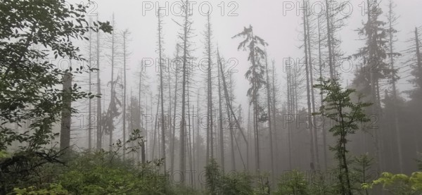 Dense foggy forest with bare trees and green vegetation, dead spruces (picea), climate change,