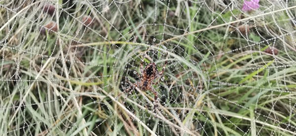 Spider web with spider (araneae) in the centre with dew drops over grass in nature, Zakopane,