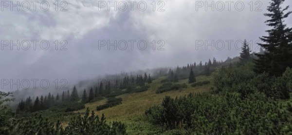 Foggy forest landscape with thick vegetation, Zakopane, hiking in the High Tatras National Park,