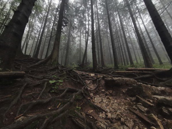 Mystical foggy forest with distinctive roots and rocky soil, Zakopane, hiking to Kasprowy Wierch in