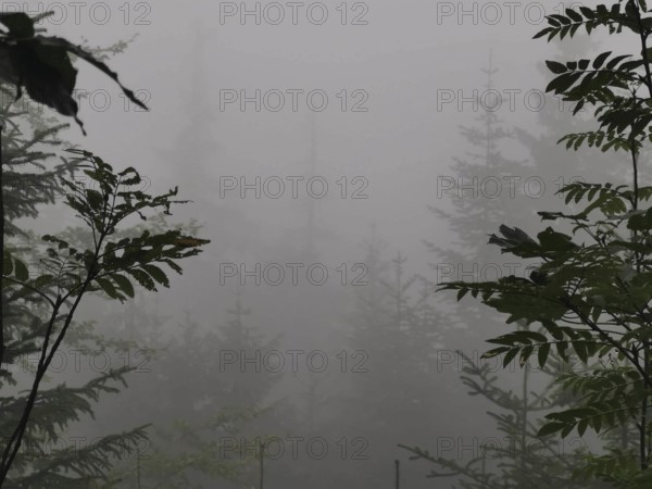 Gloomy misty forest scene with silhouettes of trees in the background, Zakopane, hiking to Kasprowy