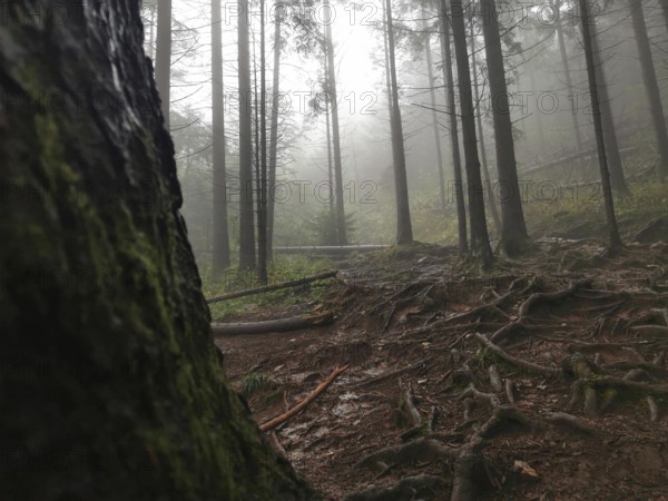 Dense forest with prominent tree trunks and roots in a mystical fog, Zakopane, hiking to Kasprowy