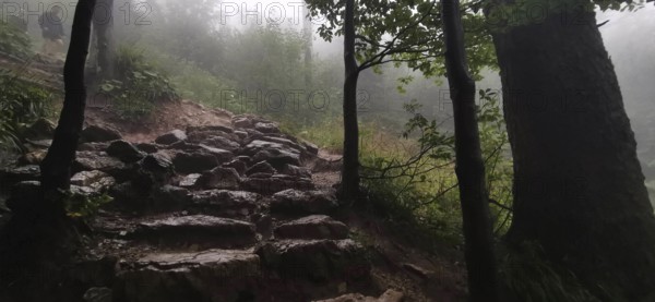 Rocky path in foggy forest surrounded by trees and moist soil, Zakopane, hiking to Kasprowy Wierch