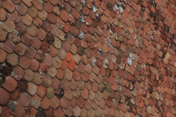 Old roof covering, beaver tail-shaped tiles, partly already weathered or with growth of lichens and