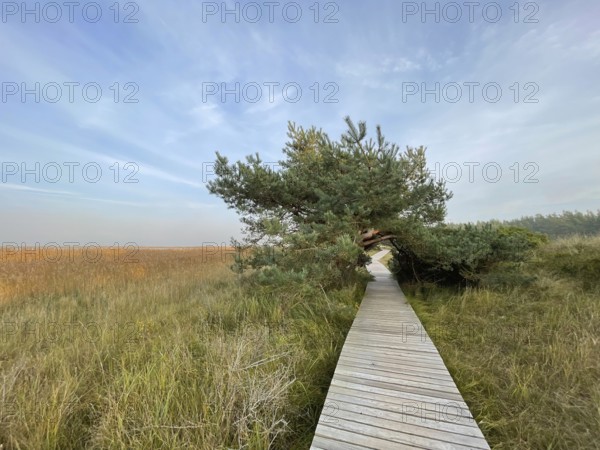 Footbridge through the reeds in the swamp area of the Western Pomerania Lagoon Area National Park,