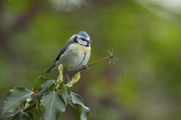 Blue tit (Cyanistes caeruleus) adult garden bird on an Ivy tree branch, England, United Kingdom