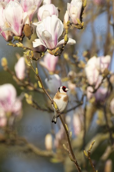 European goldfinch (Carduelis carduelis) adult garden bird on a Magnolia tree branch with blossom