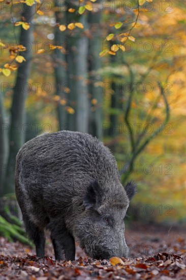 A wild boar (Sus scrofa) has sought out a quiet beech forest and is rummaging through the leaves