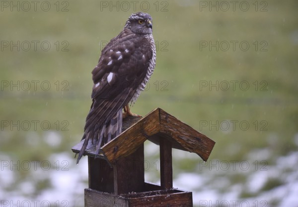 Sparrowhawk (Accipiter nisus) sitting on a birdhouse in the rain, Schleswig-Holstein, Germany