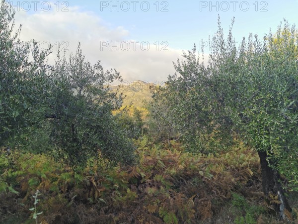 Scene with olive trees in green vegetation under a bright sky, Peaks of the Balkans, hiking in the