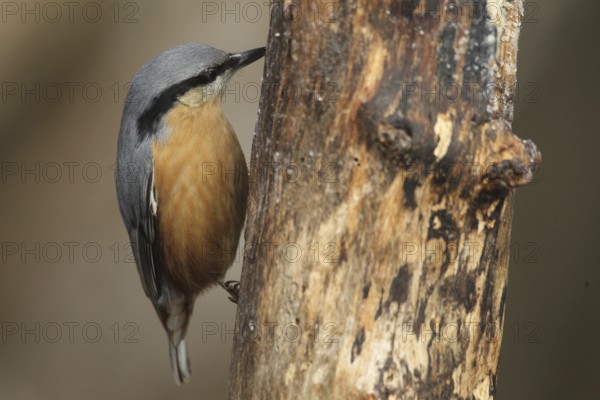 Nuthatch (Sitta europaea) at winter feeding in the forest, Allgäu, Bavaria, Germany, Allgäu,