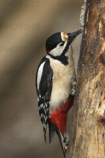 Great spotted woodpecker (Dendrocopos major) at winter feeding in the forest, Allgäu, Bavaria,