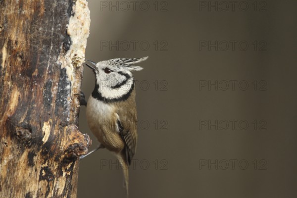 Crested Tit (Lophophanes Scalloped ribbonfish) at winter feeding in the forest, Allgäu, Bavaria,
