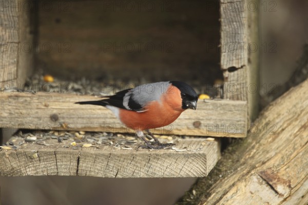 Bullfinch (Pyrrhula pyrrhula) or bullfinch, male at winter feeding in the forest, Allgäu, Bavaria,