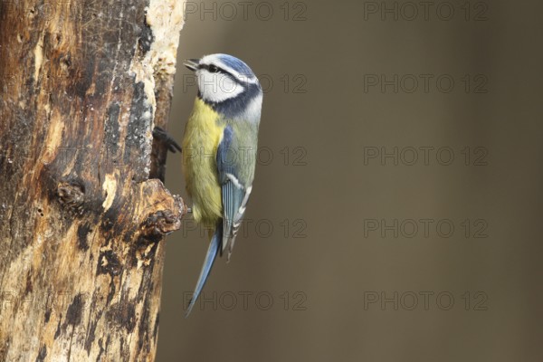 Blue tit (Cyanistes caeruleus) at winter feeding in the forest, Allgäu, Bavaria, Germany, Allgäu,