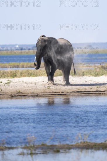 African elephant bull (Loxodonta africana) we, dusting his body. Behind is the Chobe River. Chobe