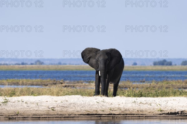 African elephant bull (Loxodonta africana) standing on a small island in the Chobe River. Chobe