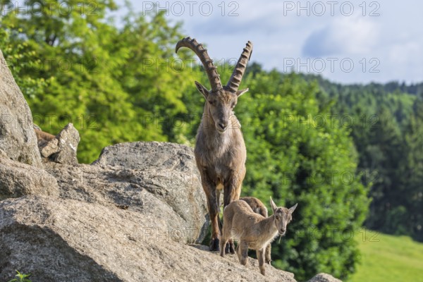 An adult male and two young ibex (Capra ibex) stand on a rock on a sunny day. A forest can be seen