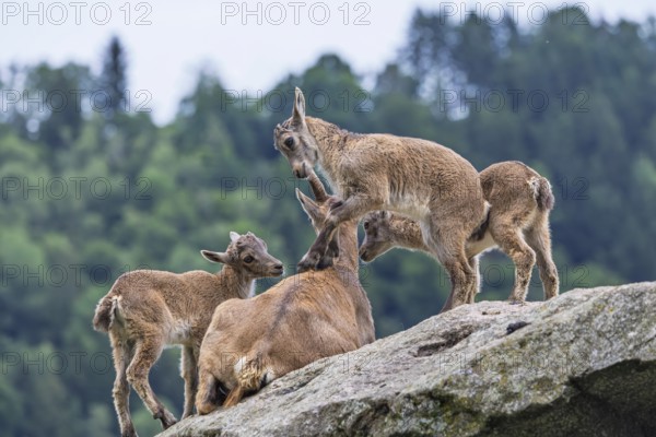 Three young ibexes (Capra ibex) climb and play on their mother, who is lying on a rock. A forest
