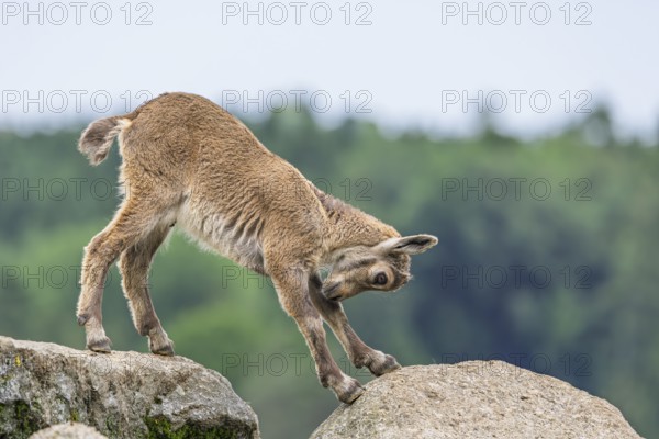 A young ibex (Capra ibex) stands on a rock and stretches out. A forest can be seen in the