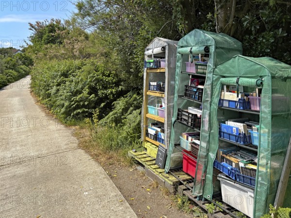 Three greenhouses full of books stand along a sunlit woodland trail, St Agnes, Isles of Scilly,