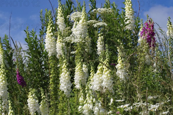 White flowers against green foliage and blue sky in a natural setting, Aberdeenshire, Scotland,