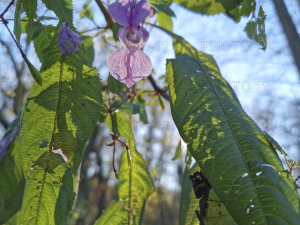 Green leaves and pink flowers of Himalayan balsam (impatiens glandulifera) in the sunlight in the