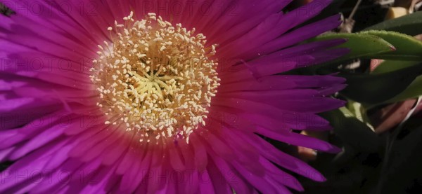 Close-up view of a bright purple-red noon flower (carpobrotus acinaciformis) with visible details