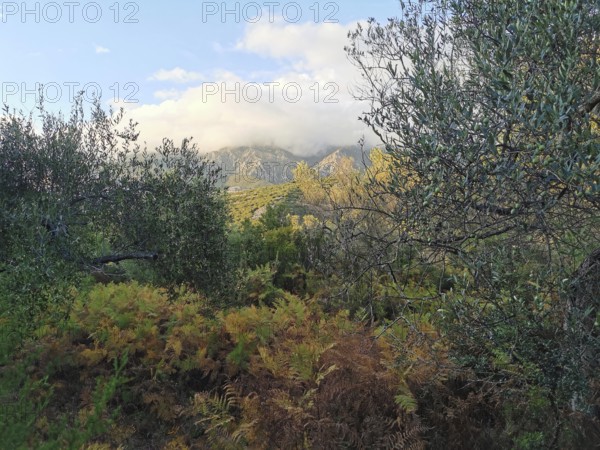 Lush greenery with ferns (distant) and trees against a sky with a mountain backdrop, Albanian Alps