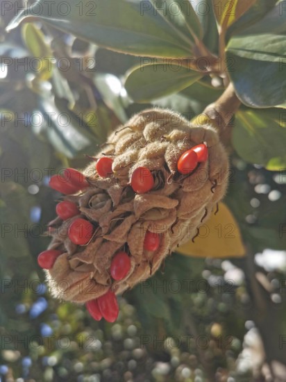 Close-up of a seed capsule of a Southern magnolia (magnolia grandiflora) with bright red seeds and