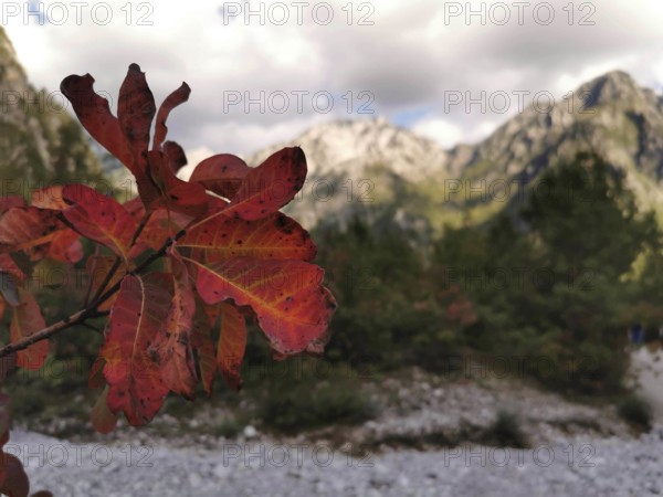 Red autumn leaf of a wig bush (cotinus coggygria) in the foreground in front of a mountainous