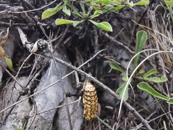The pupa of a butterfly (Chrysalis) hangs on a branch surrounded by green leaves, Albanian Alps