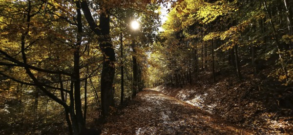 Autumn forest trail with leaves on the ground and sunshine through the trees, Fichtelgebirge nature